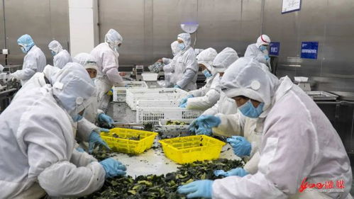 央視聚焦南通 科技賦能農業，打造現代農業新標桿